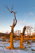 Dead alder trees on a cold winter morning