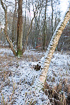 Winter a wet forest with birch and alder