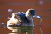 Little grebe with a fish