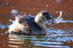 Little grebe with a fish