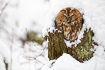 Tawny owl in a hollow tree during snowfall