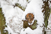 Tawny owl in snowy conditions