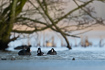 Ring-necked duck a rare visitor in Denmark (February 2nd 2021)