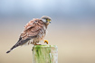 Foto af Trnfalk (Falco tinnunculus). Fotograf: 