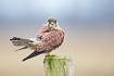 Male common kestrel resting on a fence post