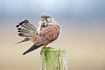 Male common kestrel resting on a fence post