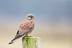 Photo ofCommon Kestrel (Falco tinnunculus). Photographer: 
