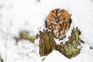 Winter image of a resting tawny owl