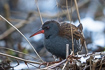 Water rail in winter conditions