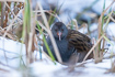 Water rail in winter conditions