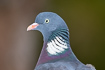 Portrait of a wood pigeon