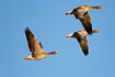 A small flock of greylag geese