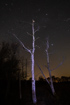 A stary night sky with alder trees in the foreground