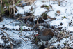 Water rails congregate at flowing water during cold winters