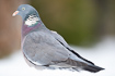 Wood pigeon on snowcovered ground