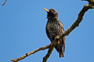 Starling during the breeding season