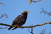 Singing starling