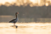 Greylag goose in early morning light