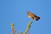 Bluethroat showing its characteristic tail