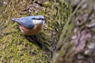 Wood nuthatch with food