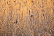 Reed bunting male in a reedbed