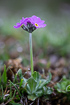 The rare Primula farinosa