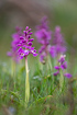 Early-purple orchids
