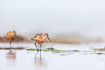 Curlew sandpiper in transition plumage