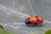 Photo ofAnt Bag Beetle (Clytra laeviuscula). Photographer: 