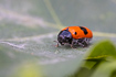 Photo ofAnt Bag Beetle (Clytra laeviuscula). Photographer: 
