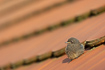 Young black redstart on a roof