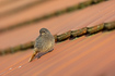 Young black redstart on a roof