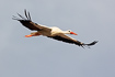 White stork in flight