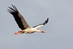 White stork in flight