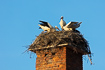 White stork nesting on a chimney
