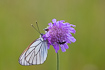 Black-veined White on a field scabious flower