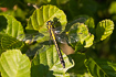 Photo ofClub-tailed Dragonfly (Gomphus vulgatissimus). Photographer: 