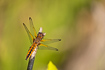 Scarce chaser - young one