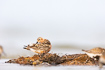 Photo ofCurlew Sandpiper (Calidris ferruginea). Photographer: 