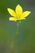 The rare Marsh Saxifrage