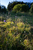 Flowering Devils-bit Scabious and Marsh grass of parnassus