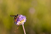 Flowering Devils-bit Scabious with the hoverfly species Ersitalis intricaria