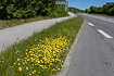 Road verge with flowering Mouse-ear-hawkweed