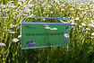 Sign surrounded by Oxeye daisy