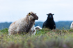 Sheep grazing in heathland area