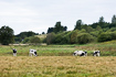 Cows grazing on a meadow