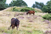 Heathland with grazing horses