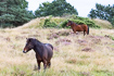 Heathland with grazing horses
