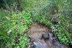 Small springfed stream