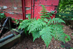 Old wagon with ferns on it